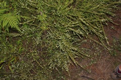 Aspalathus hispida albiflora