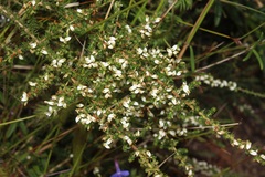 Aspalathus hispida albiflora