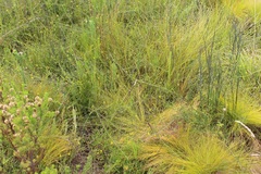 Aspalathus biflora longicarpa