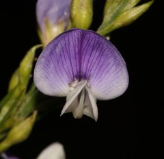 Psoralea usitata