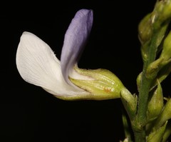 Psoralea usitata