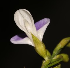 Psoralea usitata