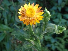 Xerochrysum bracteatum