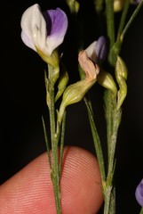Psoralea usitata