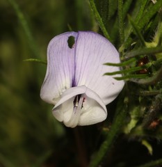 Psoralea montana