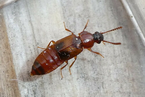 Phyllodrepa Phyllodrepa melanocephala · iNaturalist
