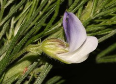 Psoralea montana