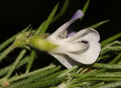 Psoralea montana