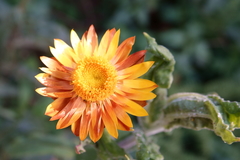 Xerochrysum bracteatum