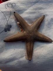 Astropecten indicus