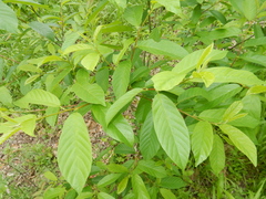 Rhamneae