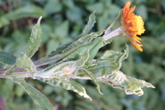 Xerochrysum bracteatum