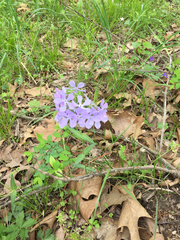 Phlox divaricata laphamii