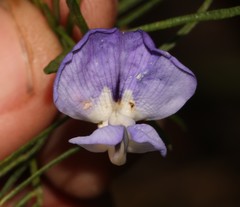 Psoralea arborea