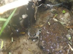 Guayaco Dwarf Frog photo 3