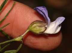 Psoralea arborea