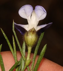 Psoralea arborea