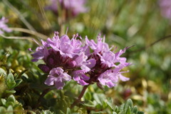 Serpyllum