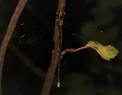 Ecchlorolestes nylephtha