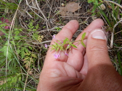 Hedeoma acinoides