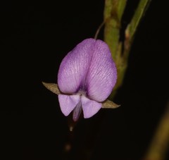 Psoralea asarina