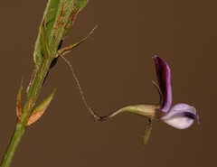 Psoralea asarina