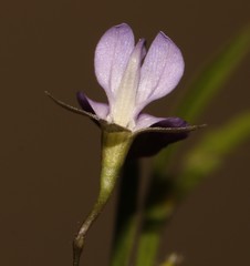Psoralea asarina