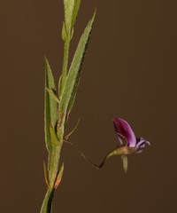 Psoralea asarina