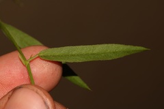 Psoralea asarina