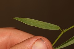 Psoralea asarina
