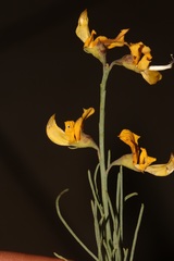 Lebeckia grandiflora