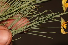 Lebeckia grandiflora