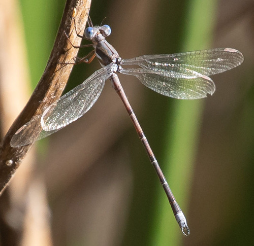 California Spreadwing photo 6