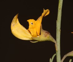 Lebeckia grandiflora