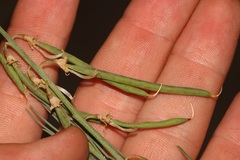 Lebeckia grandiflora