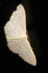 Idaea eretmopus