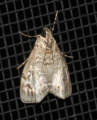 Stericta