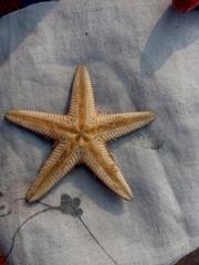 Astropecten indicus