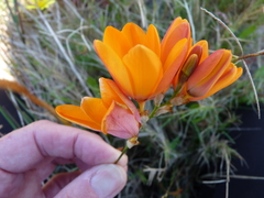 Ixia calendulacea