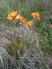 Ixia calendulacea