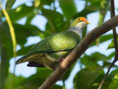 Orange-Fronted Fruit-Dove photo 3