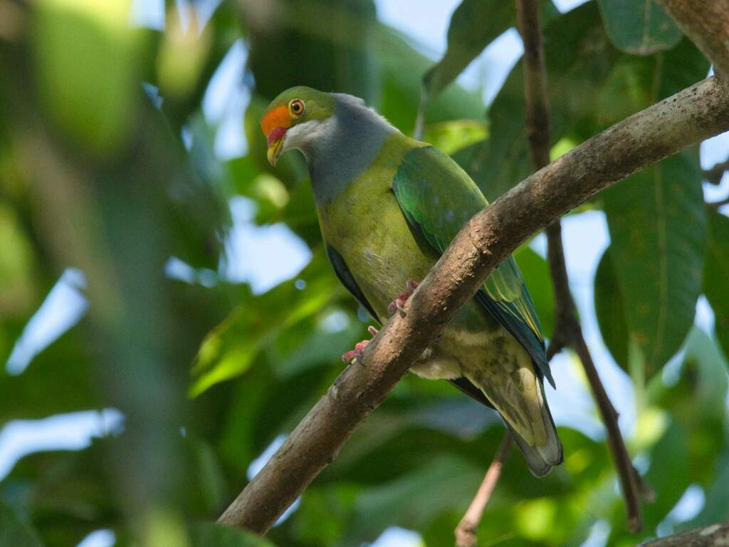 Orange-Fronted Fruit-Dove