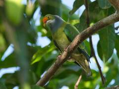 Orange-Fronted Fruit-Dove photo 1