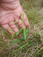 Tragia ramosa