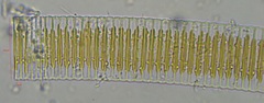 Fragilaria