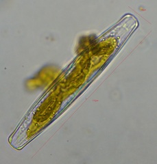 Bacillariophyceae
