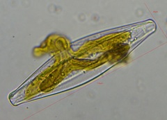 Bacillariophyceae