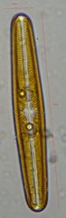 Navicula oblonga