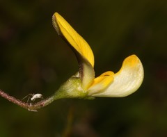 Aspalathus biflora longicarpa