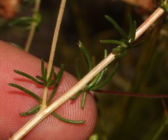 Aspalathus biflora longicarpa
